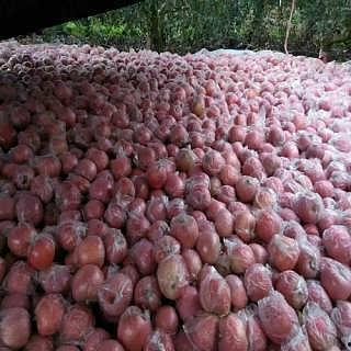 山东吊瓜今日行情如何了,涨跌互现，市场动态解析