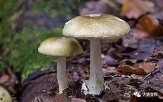 黑料吃瓜网蘑菇视频,揭秘娱乐圈幕后真相