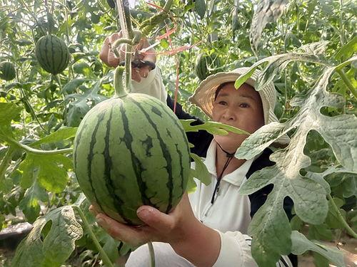青州小吊瓜今日价格行情,价格行情一览”