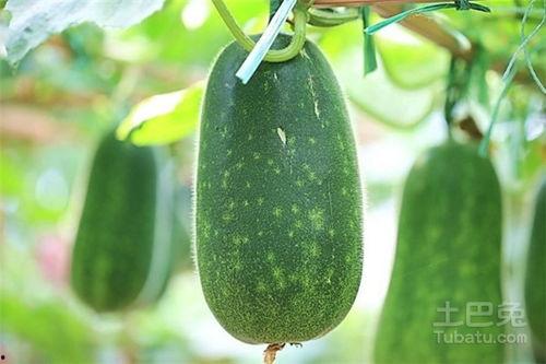 今日冬瓜吊瓜价格最新行情,价格波动解析