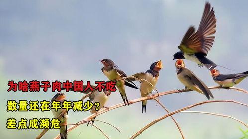 老燕子吃瓜爆料,娱乐圈幕后真相大揭秘