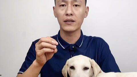 狗狗黑吃哈密瓜会怎么样,揭秘美味背后的健康风险