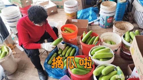 今日西葫芦瓜价格,今日西葫芦瓜价格波动解析