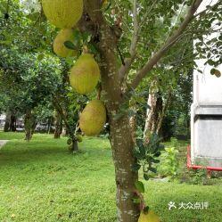 今日湛江蒲瓜价格,品质佳价优，市民抢购热潮涌动”