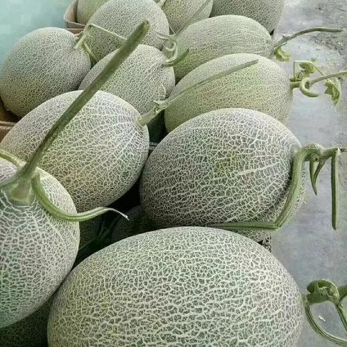 哈密瓜今日市场行情,供需分析及价格走势