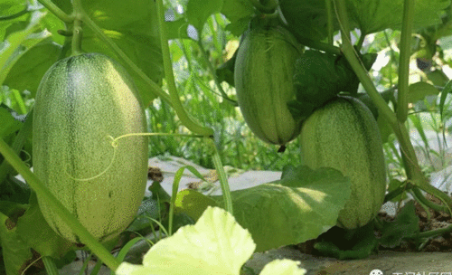 6月哈密瓜今日价格,今日价格一览