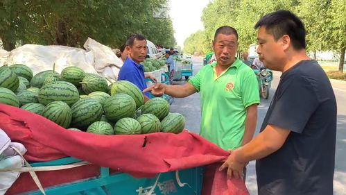中牟韩寺麒麟瓜今日报价,价格行情一览”