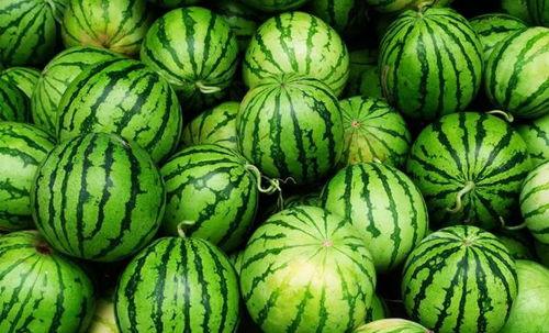 白瓜批发价格今日,今日白瓜批发价格行情分析