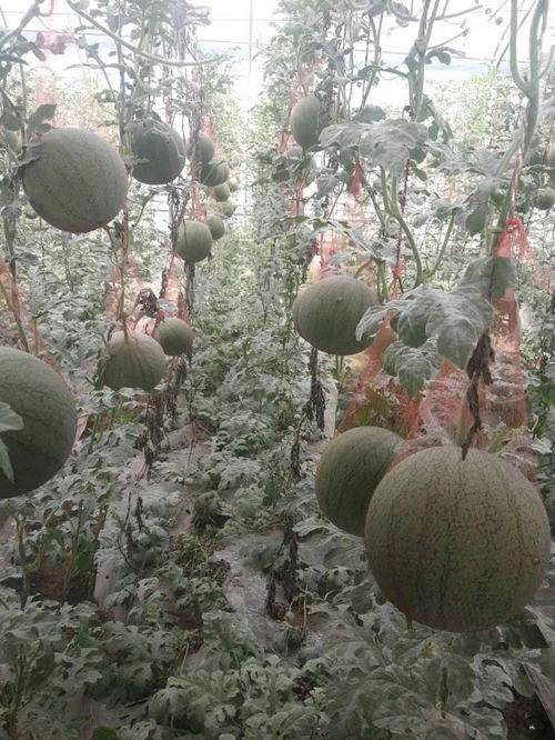 西华小吊瓜今日价格表,市场行情一览