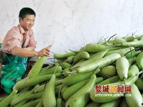 崖城蒲瓜今日价格表,新鲜采摘，实惠之选