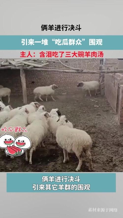 今日爆料吃瓜三只羊,揭秘娱乐圈幕后真相