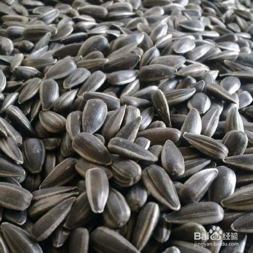 平时吃的黑瓜子是什么瓜,揭秘日常零食背后的瓜种奥秘