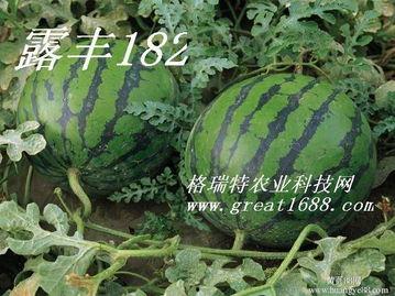 玲珑瓜今日价格最新,市场行情一览无余”
