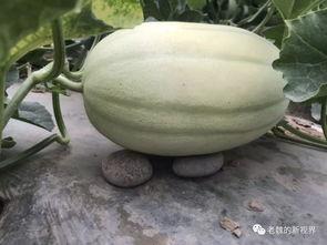 怎么找吃瓜爆料,如何轻松找到热门爆料