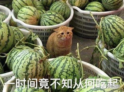 怎么找吃瓜爆料,如何轻松找到热门爆料