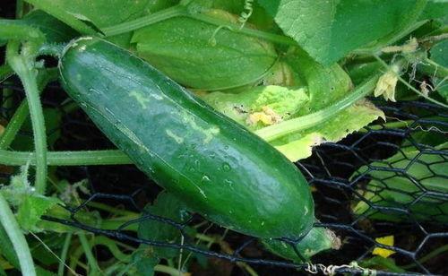 黑瓜怎么快剥壳吃视频,快速便捷吃瓜法大揭秘