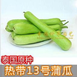 今日蒲瓜价格,市场行情一览