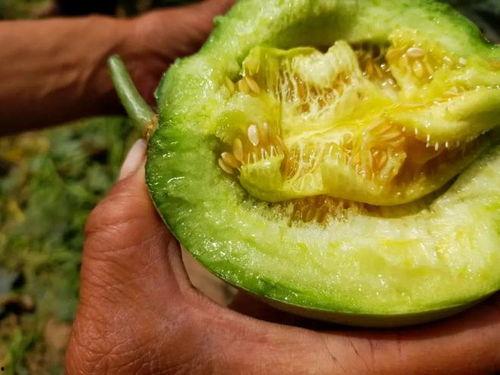吃绿宝石瓜会拉黑屎吗,揭秘其食用后的神奇效果
