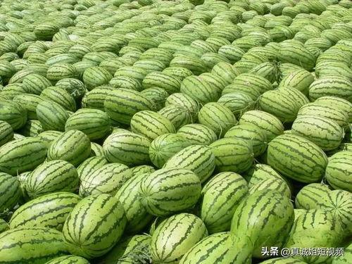 今日吃瓜 热门大瓜 校园,揭秘热门大瓜背后的故事