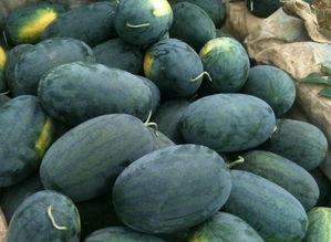 莒县今日荀瓜价格