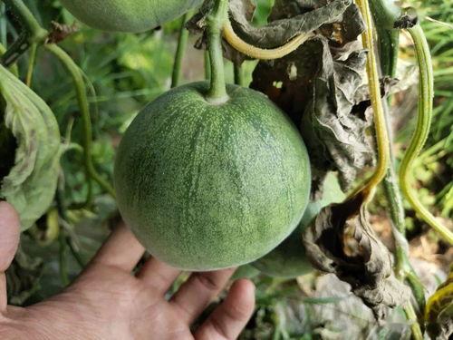 莒县今日荀瓜价格