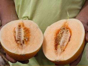 现在可以吃黑蜜瓜吗有毒吗,现在可以放心享用吗？