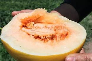 现在可以吃黑蜜瓜吗有毒吗,现在可以放心享用吗？