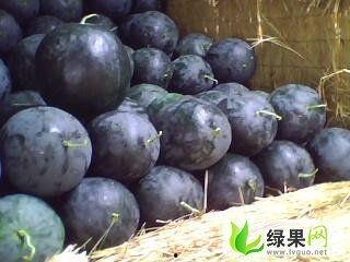 无子瓜价格今日市场价,无子瓜价格行情一览