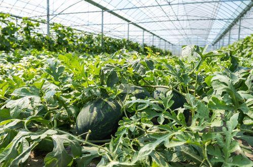 9.1吃瓜今日吃瓜必吃,今日必尝的瓜界盛宴