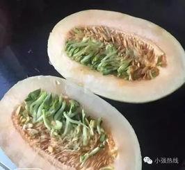 嘉兴哈密瓜今日行情实时报价小徐,实时报价一览