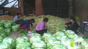 聊城白瓜批发价格今日,品质瓜果，价格走俏”