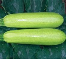 聊城白瓜批发价格今日,品质瓜果，价格走俏”