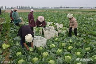 聊城白瓜批发价格今日,品质瓜果，价格走俏”