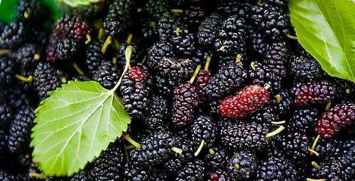 血糖高吃黑櫁瓜,黑櫁瓜助力健康生活