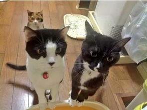 吃瓜爆料黑料喵小吉,揭秘娱乐圈黑料风云