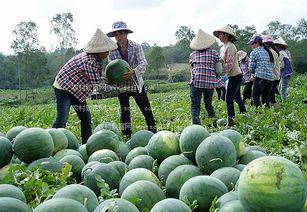 北海矮瓜今日收购价格表,市场行情一览”