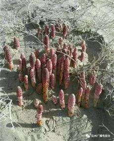 瓜州锁阳今日新闻