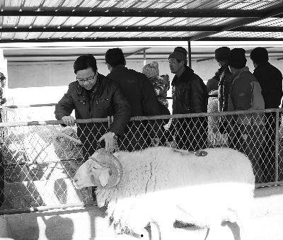 瓜州锁阳今日新闻