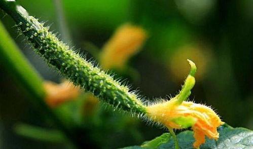 梦见吃黑瓜,揭秘吃黑瓜的神秘寓意