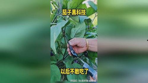 黑科技吃瓜事件,科技与伦理的碰撞