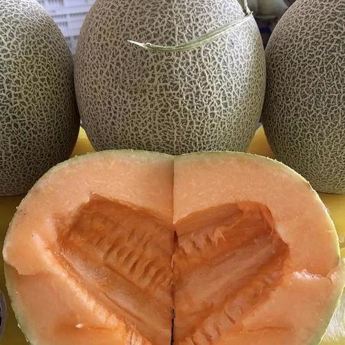 山东哈密瓜今日价,价格行情一览