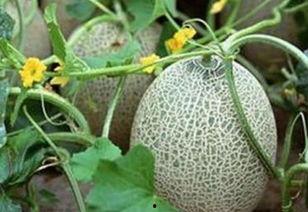 山东哈密瓜今日价,价格行情一览