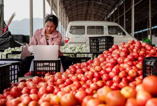 元谋今日小瓜价格,今日行情一览