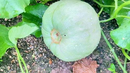 元谋今日小瓜价格,今日行情一览