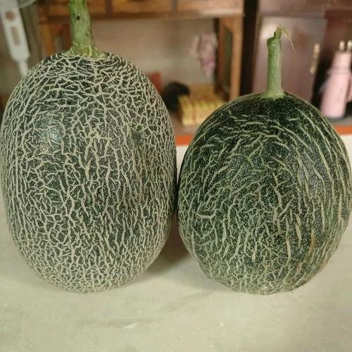 泉州哈密瓜价格今日价,新鲜上市，品质保证，尽享甘甜滋味”