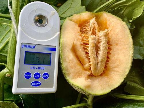 吃瓜今日必吃大全,今日必吃大全深度解析