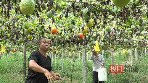 小吊瓜今日行情走势