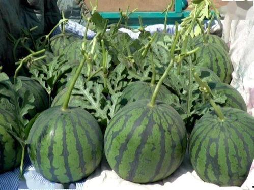 小吊瓜今日行情走势