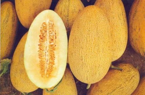 哈密瓜今日最新批发,今日最新批次新鲜上市，品质与价格双重保障