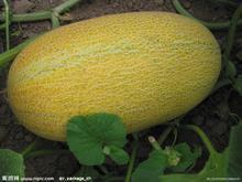 哈密瓜今日最新批发,今日最新批次新鲜上市，品质与价格双重保障